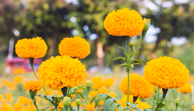 Weekly Fresh Flowers Deliver At Your Home Daily.